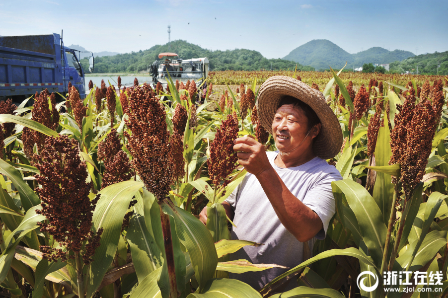 诸暨红高粱喜获丰收 "美丽田园"助推乡村振兴